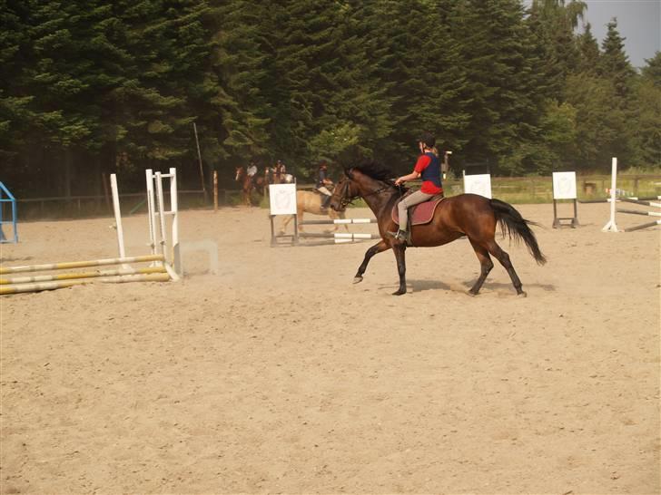 Ungarnsk Varmblod  baba   *gammel skolehest* - jeg tror hun er ved at blive glad for at springe=D billede 13