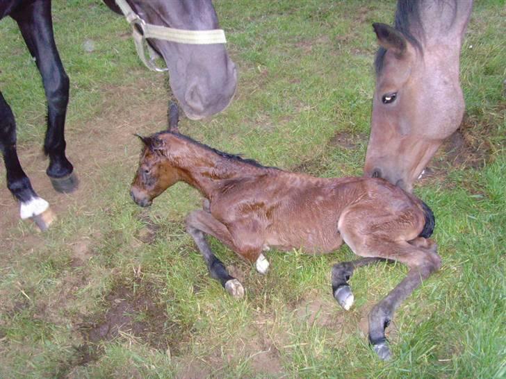Traver Papaya Kaski  - Uh det er dejligt at have flere mødre til at slikke sig :D billede 3