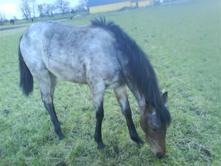 Traver Papaya Kaski  - Flotte Paysen <3 billede 4