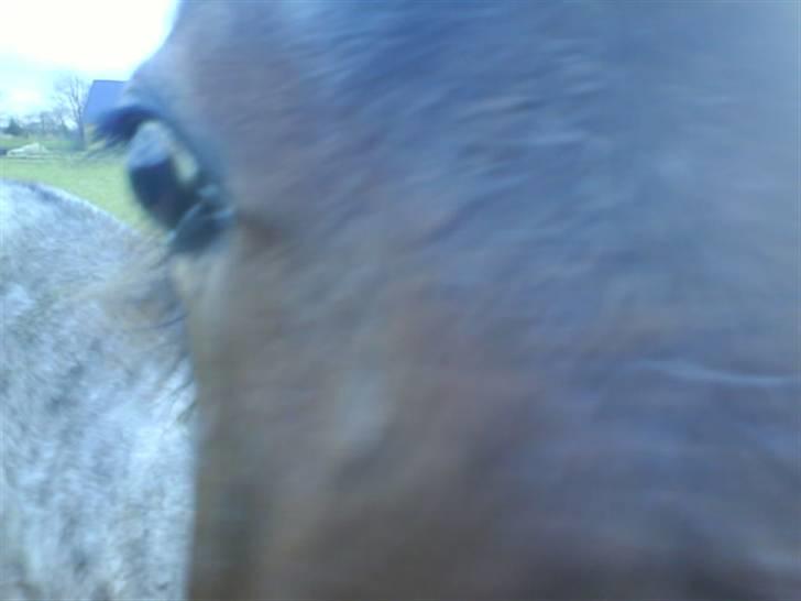 Traver Papaya Kaski  - Namse ! Spise, spise mobilen ... billede 5