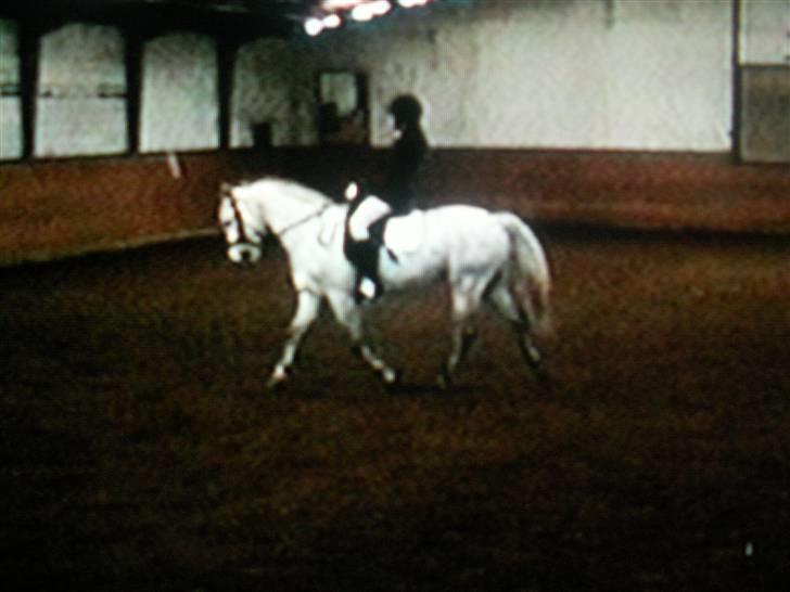 Connemara Cantali (SOLGT) - til stævne hjemme på RKH. billede 13