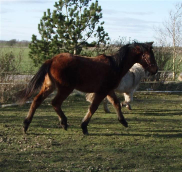 Anden særlig race "Golden Donnagan"  - Donnagan - marts 2009 - 1 år gammel :) billede 4