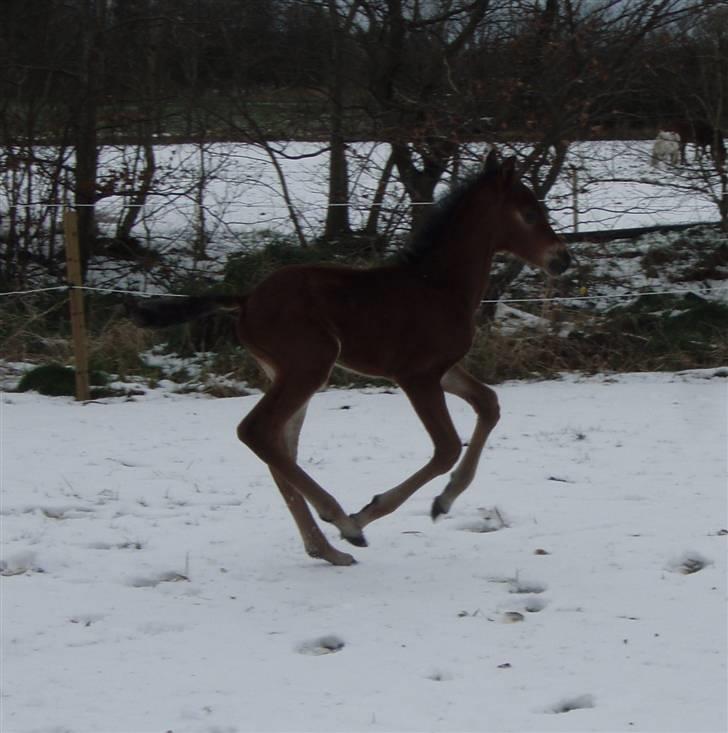 Anden særlig race "Golden Donnagan"  - Donnagan i galop 10 dage gammel billede 6