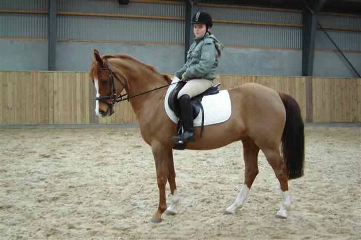 Hollandsk Sportspony Mister(gammel part) - da jeg prøvede ham (veed jm horses) billede 6