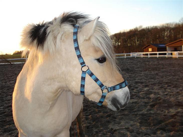 {{currentPhoto.altText}} billede {{currentPhoto.number}}