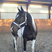 Pinto Etta Place (solgt) :'(