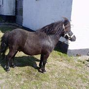 Anden særlig race Hovedgaardens Tarzan