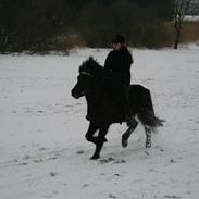 Islænder Fjölnir fra Flinterup