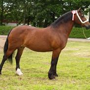 Welsh Cob (sec D) Dorthealyst Epsilon