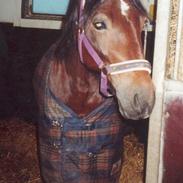 Welsh Cob (sec D) Dorthealyst Epsilon