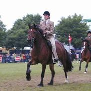 Welsh Cob (sec D) Dorthealyst Epsilon