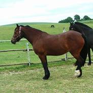 Welsh Cob (sec D) Dorthealyst Epsilon