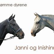 Dansk Varmblod Janni R.I.P.