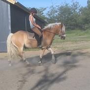 Haflinger Mawrick