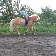 Haflinger Mawrick