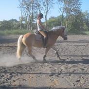 Haflinger Mawrick