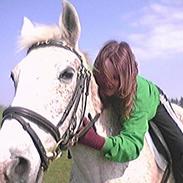 Shagya Araber (SH) Lykke Moesgaard