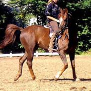 Trakehner Grums (død 2009)