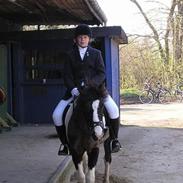 Pinto Benjamin SOLGT