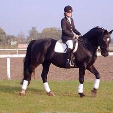 Anden særlig race  - Holst./OL - Picasso