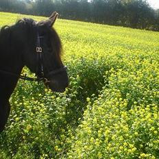 Frieser Gayke van Stal Zwanenven