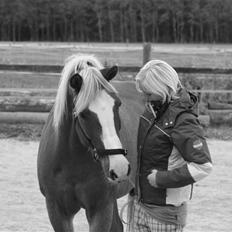 Haflinger Patrick