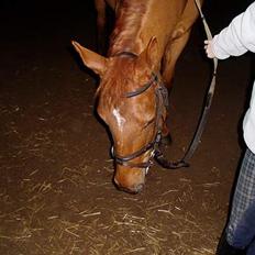 Anden særlig race La Rouge  *SOLGT* 