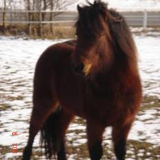 Dartmoor Fanando <Solgt>