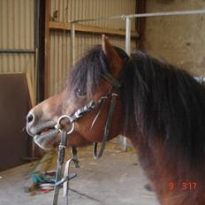 Dartmoor Fanando <Solgt>