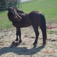 Dartmoor Fanando <Solgt>