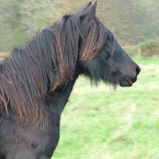 Fell pony Llancloudy Jess DØD