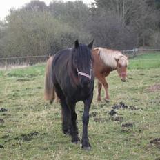 Fell pony Llancloudy Jess DØD