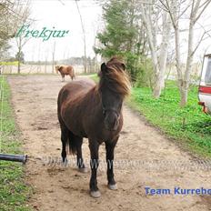 Islænder Frekjur F. Kurreholm