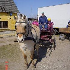 Fjordhest Naja af Dyssebakke