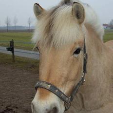 Fjordhest Naja af Dyssebakke