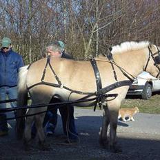 Fjordhest Naja af Dyssebakke