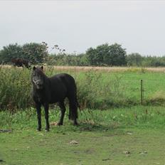 Anden særlig race Anne-lotte Himmelhest. 