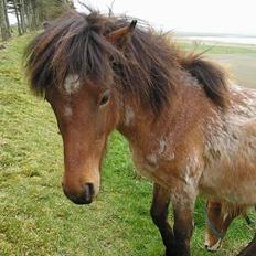 Islænder Bersi af Kransmose solgt