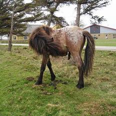 Islænder Bersi af Kransmose solgt