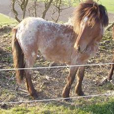 Islænder Bersi af Kransmose solgt