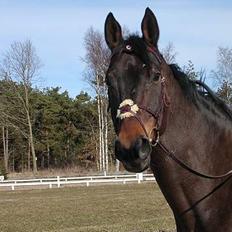 Dansk Varmblod Wonder *Død*