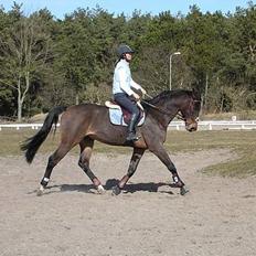 Dansk Varmblod Wonder *Død*