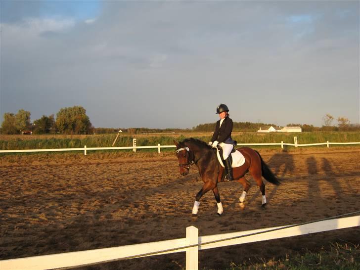 New Forest Holmens Anton  - Stævne i tylstryp. LA1  A ;) billede 11