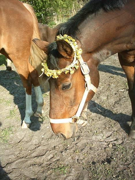 New Forest Holmens Anton  - Lækker hyp :)  billede 12