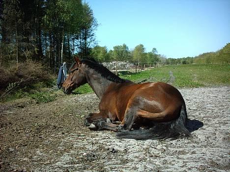 New Forest Holmens Anton  - Træt ponze billede 13