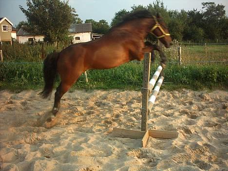 New Forest Holmens Anton  - Løsspring billede 14