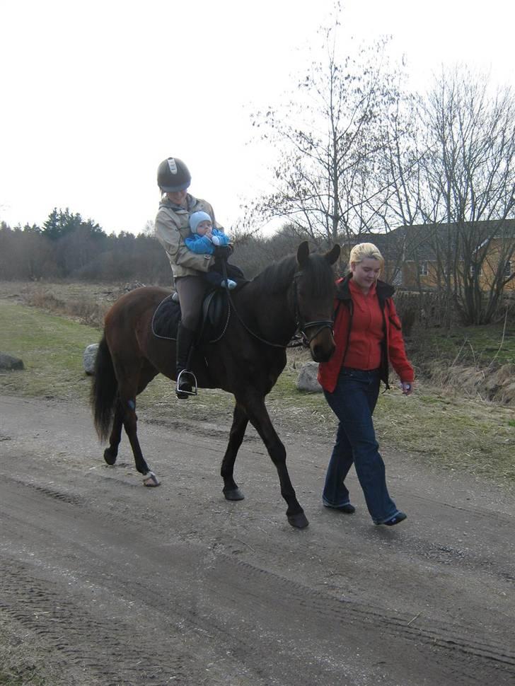 New Forest Holmens Anton  - Anton går baby ridning:) Her er det min nevø på snart 8 måneder der er med ude og ride for første gang :) billede 15