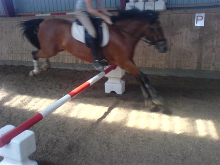 Anden særlig race Miss Flying Daisy SOLGT - SPRIIIIIIING :D ©® billede 5