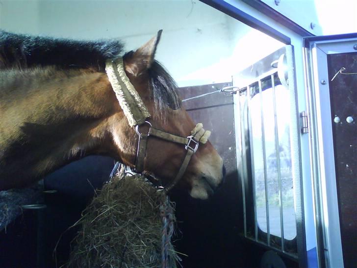 Anden særlig race Miss Flying Daisy SOLGT - Daisy i trailer på vej over til Astrid :)<3 ©® billede 6