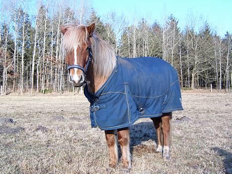 Islænder Vægir Fra Lønne - 26.02.2006 Vægir drengen billede 16